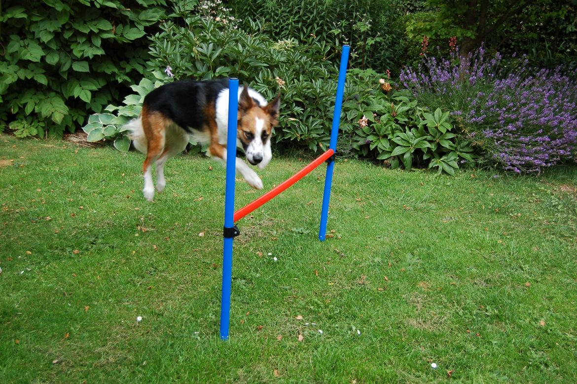 Border collie Nell billede 5