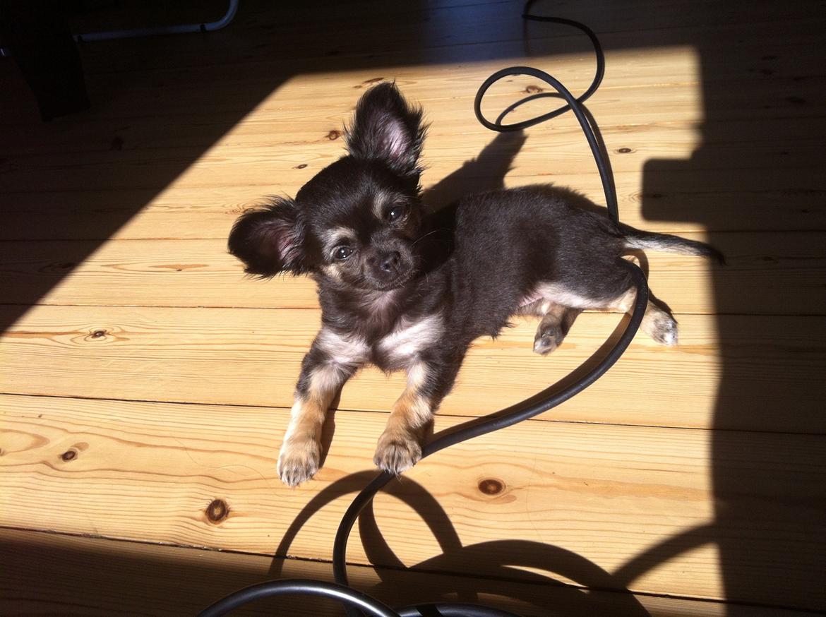 Chihuahua Aya - Nyder lige den lille plet i solen billede 10