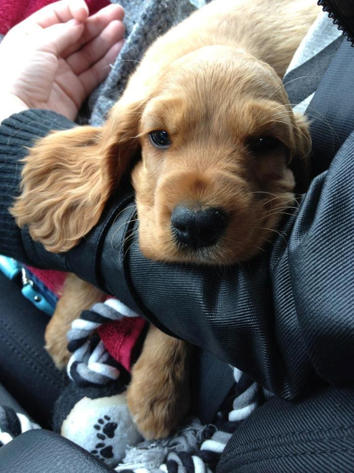 Cocker spaniel Freja billede 11