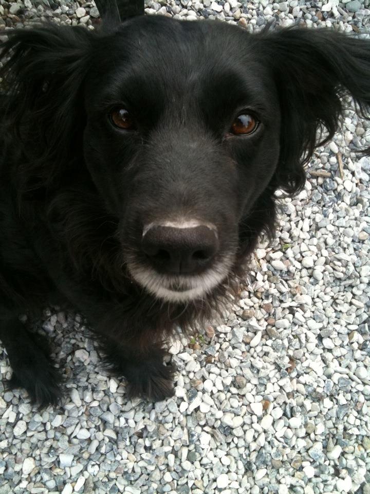 Blanding af racer Neja (R.I.P) billede 1