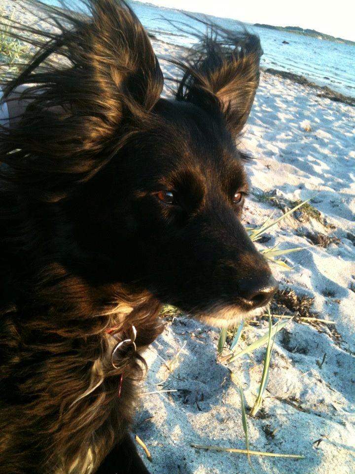 Blanding af racer Neja (R.I.P) billede 2