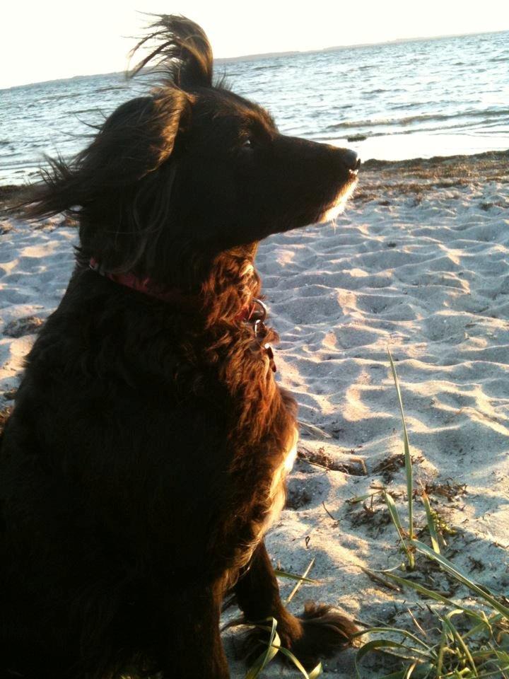 Blanding af racer Neja (R.I.P) billede 3