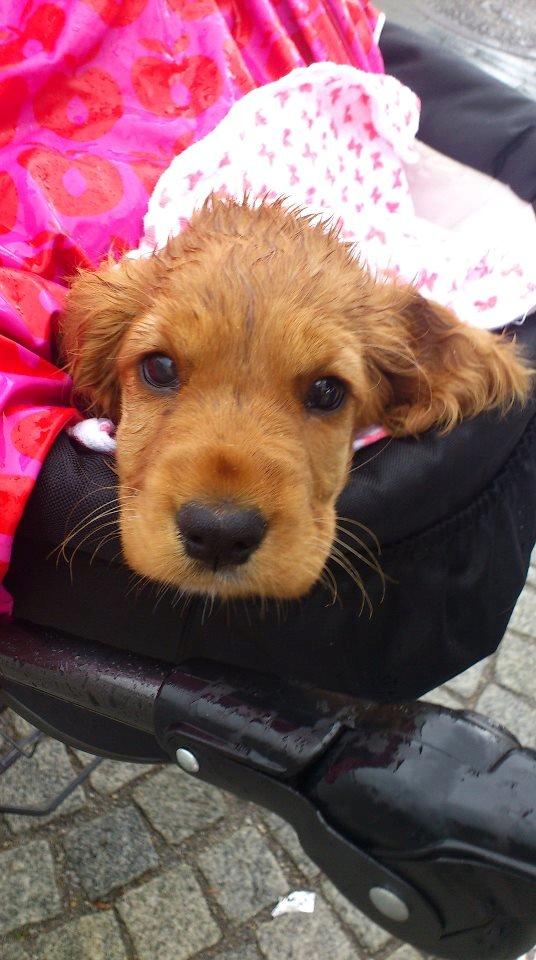 Cocker spaniel Freja billede 5