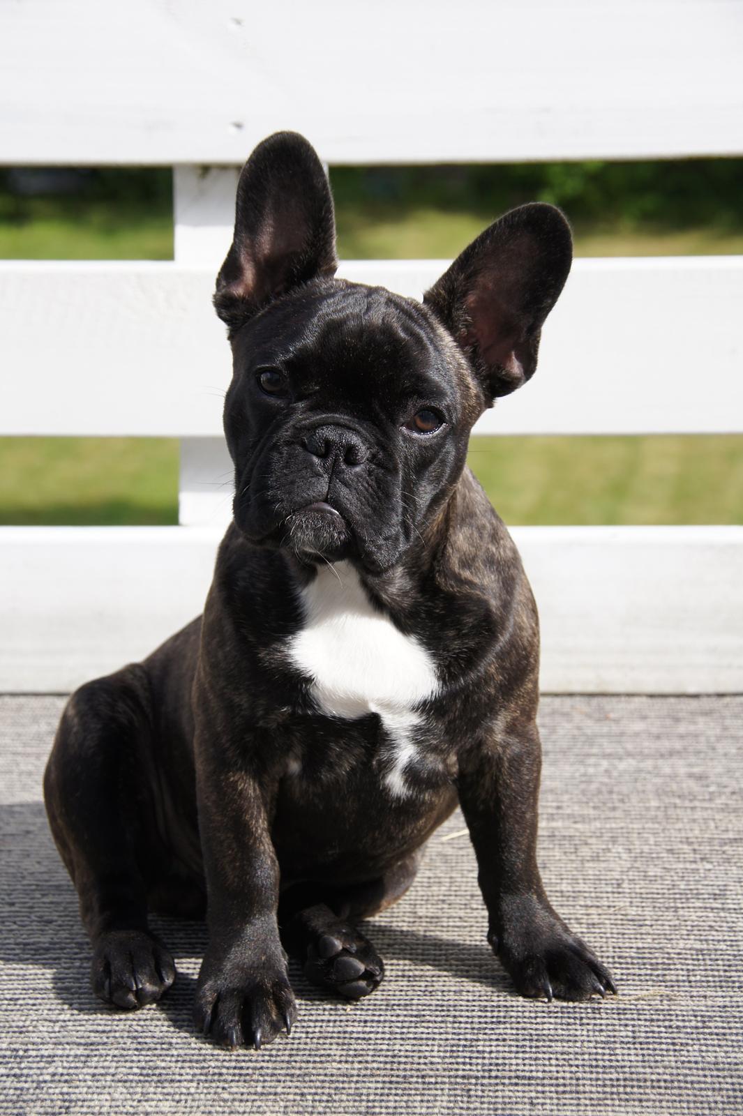 Fransk bulldog Wiufgaard´s Cléo billede 3