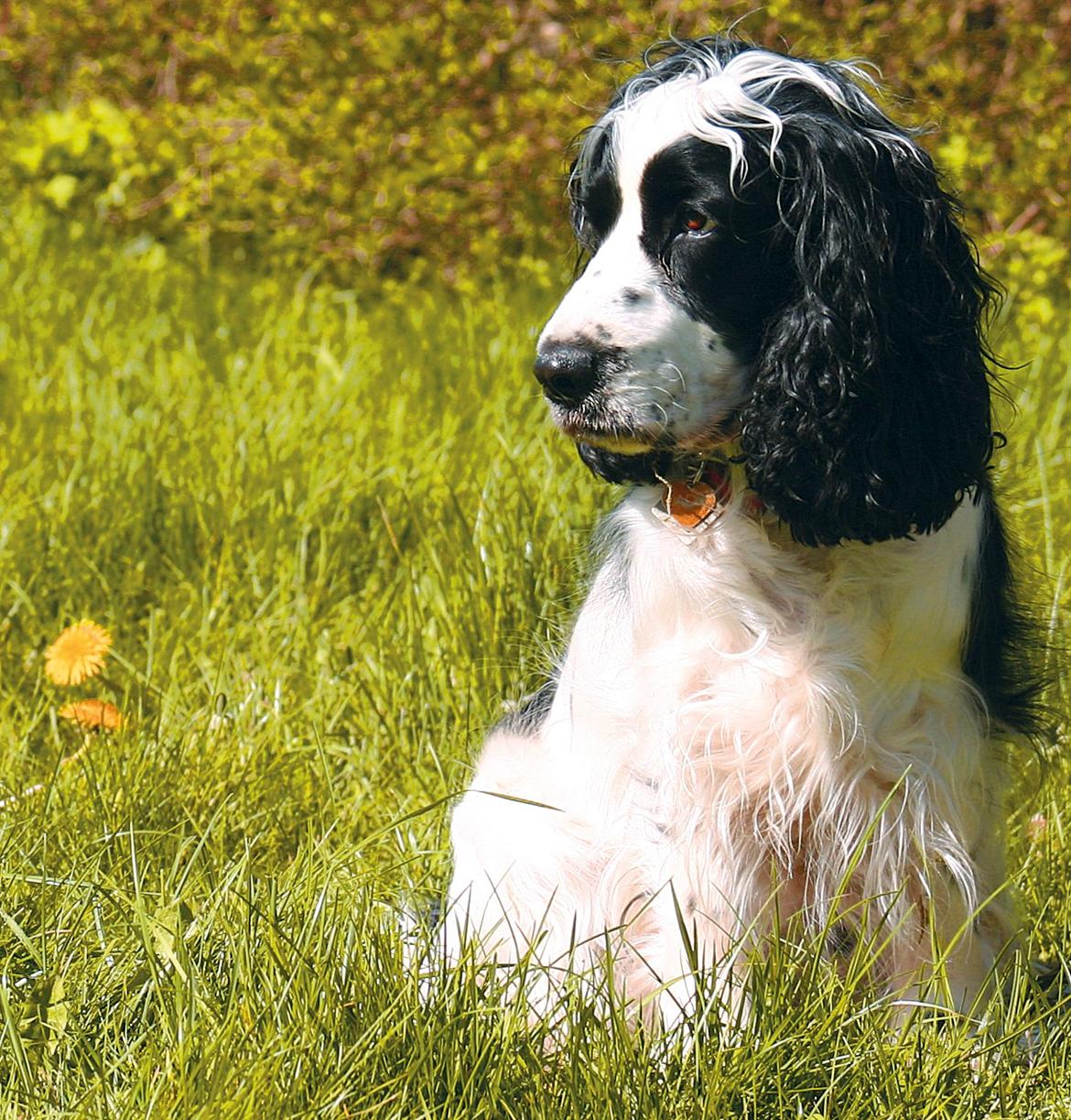 Cocker spaniel Lady billede 2