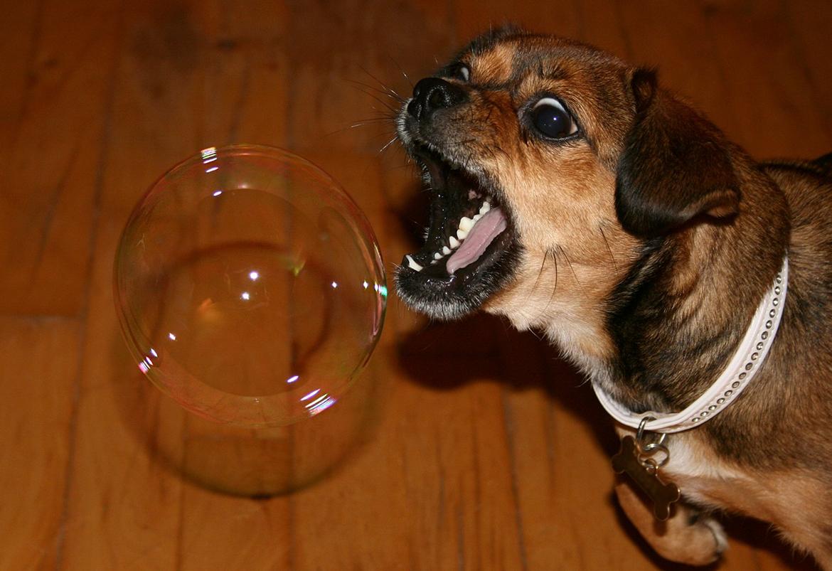 Blanding af racer Lilly - Lilly elsker at lege med bobler :D billede 25