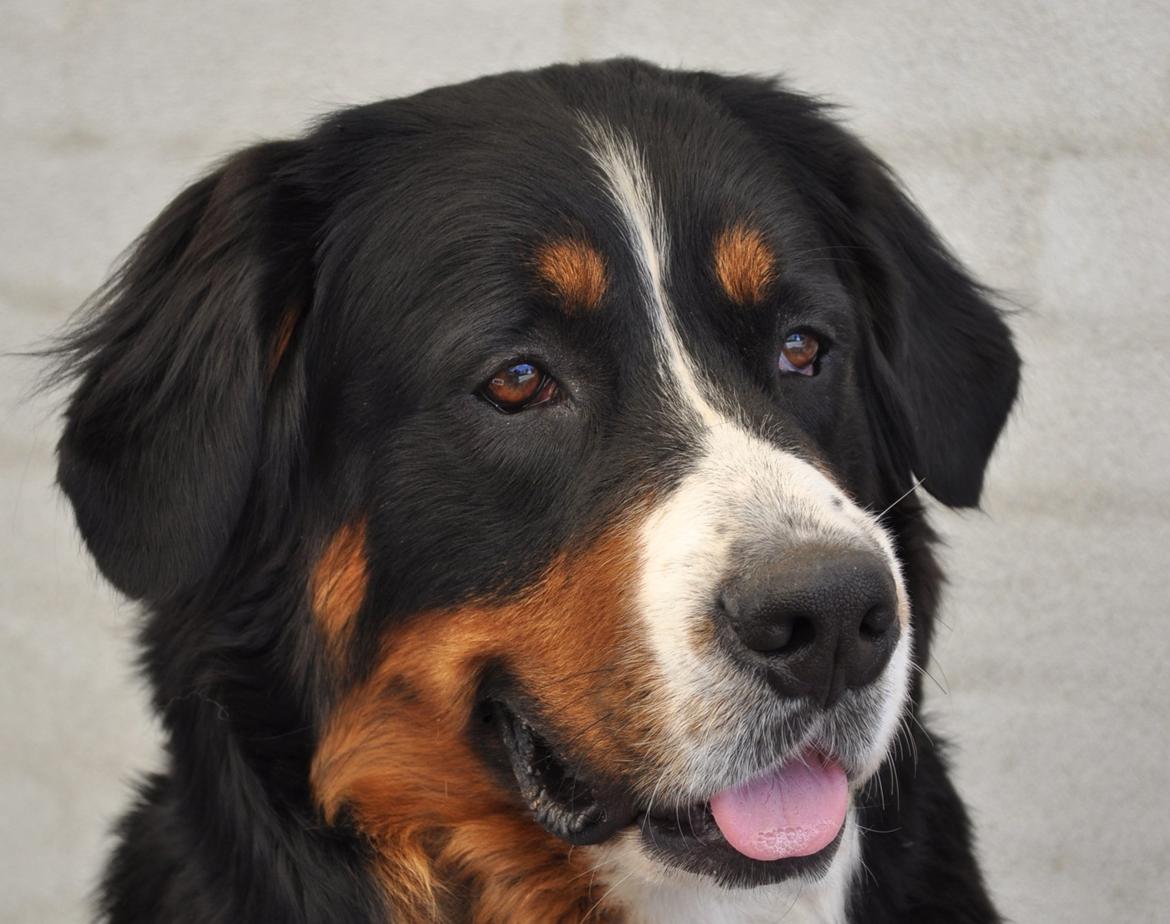 Berner sennenhund Nala - Hej, jeg hedder Nala - velkommen til min profil. billede 1