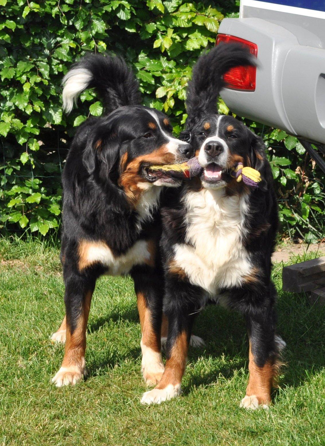 Berner sennenhund Nala - Som søstre vi dele, hvem ta'r det hele? billede 9