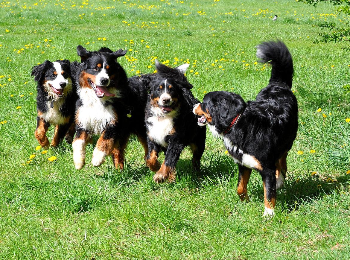 Berner sennenhund Nala - En herlig tur i "Bernerskoven", Nala længst til højre. billede 12