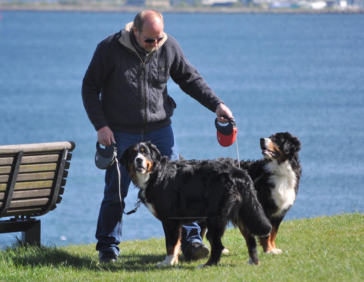 Berner sennenhund Nala - Altså far, kan du ikke styre de der snore, så tag dem hellere af..... billede 13