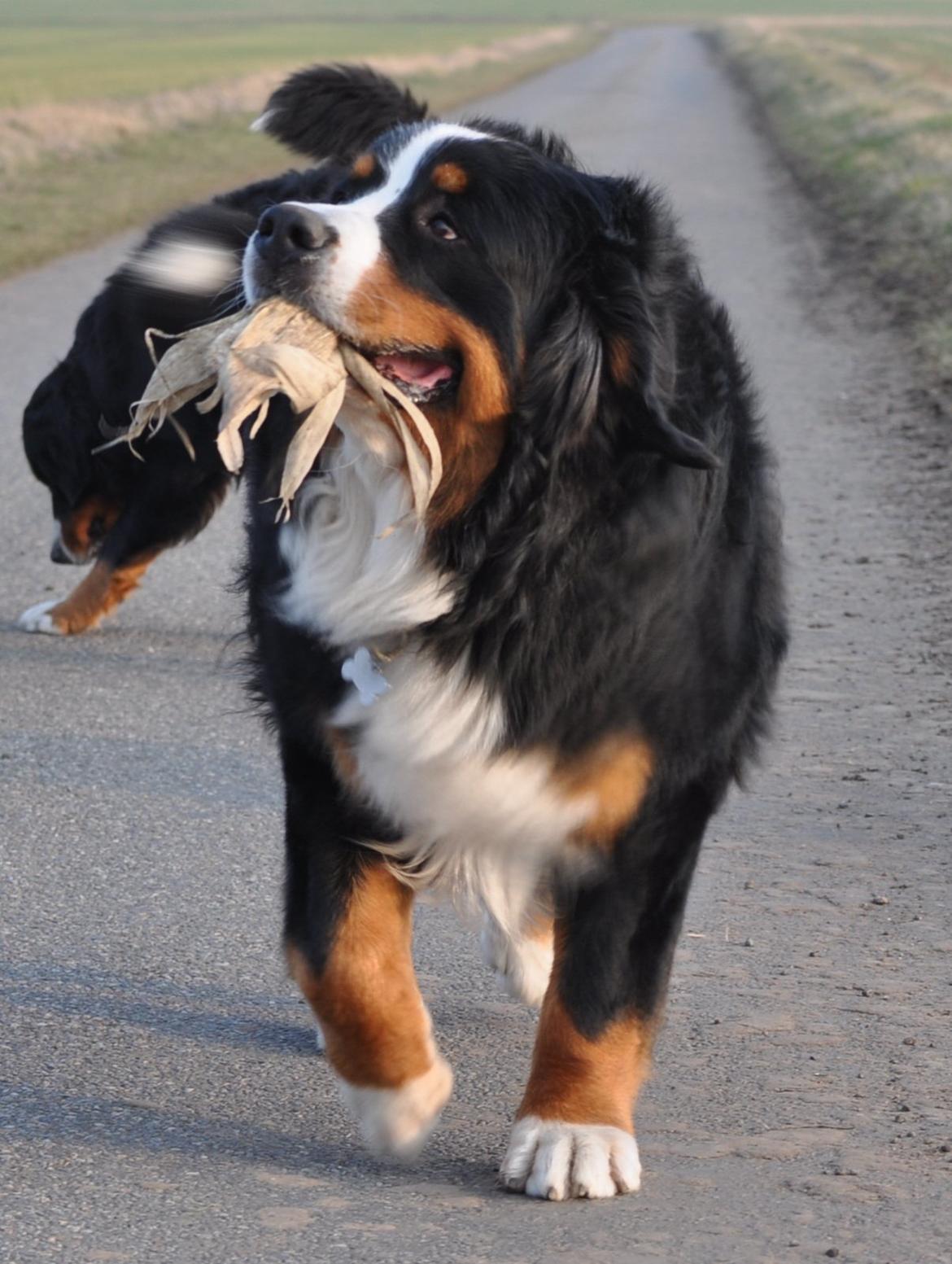 Berner sennenhund Sacko - Maj 2012, lidt bytte slæber jægeren da med hjem.... billede 2