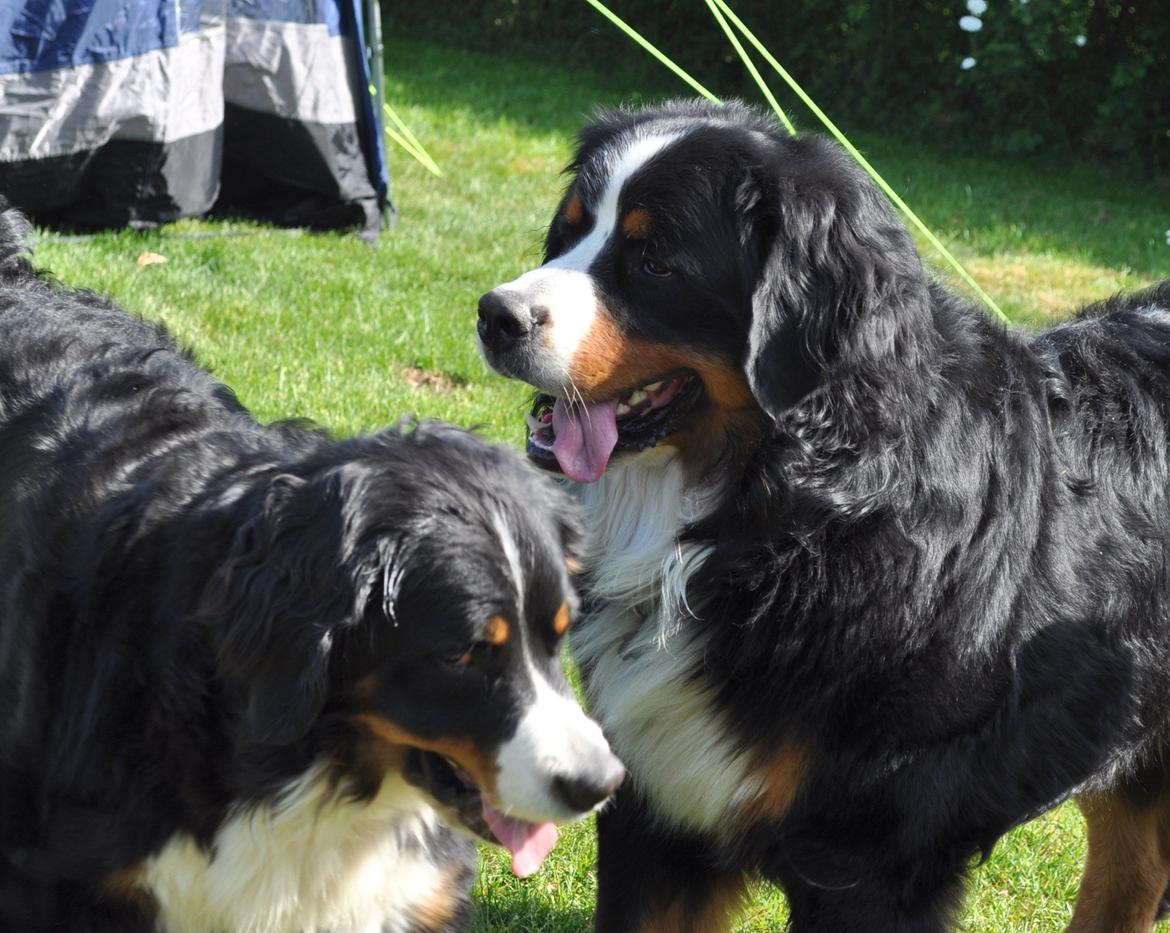 Berner sennenhund Sacko - Maj 2012
 billede 3