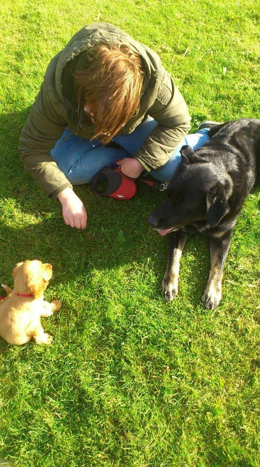 Blanding af racer Bombom billede 2