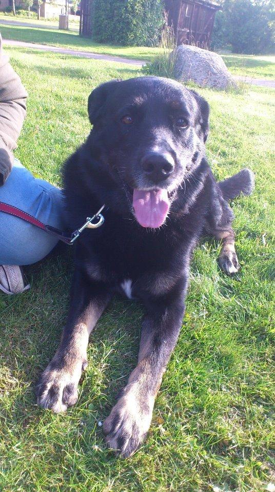 Blanding af racer Bombom billede 1