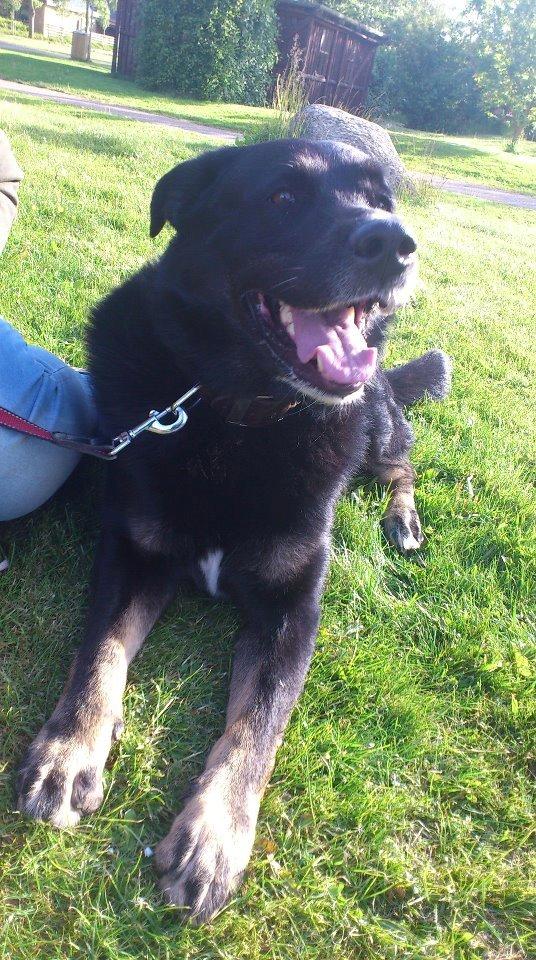 Blanding af racer Bombom billede 3