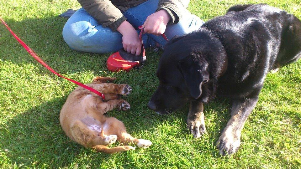 Blanding af racer Bombom billede 4