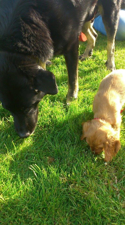 Blanding af racer Bombom billede 5