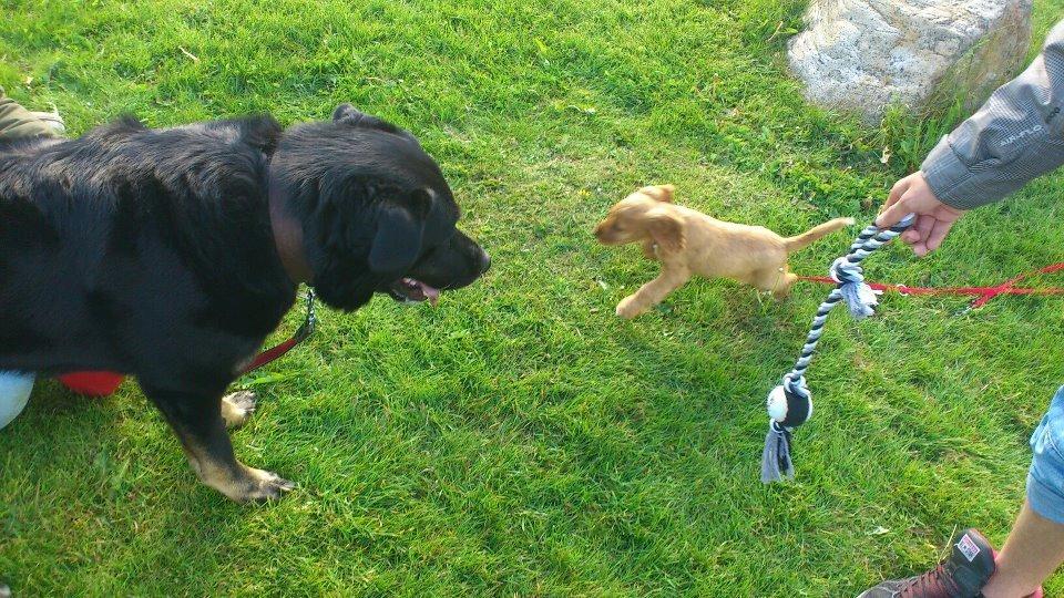 Blanding af racer Bombom billede 6