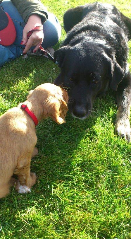 Blanding af racer Bombom billede 7