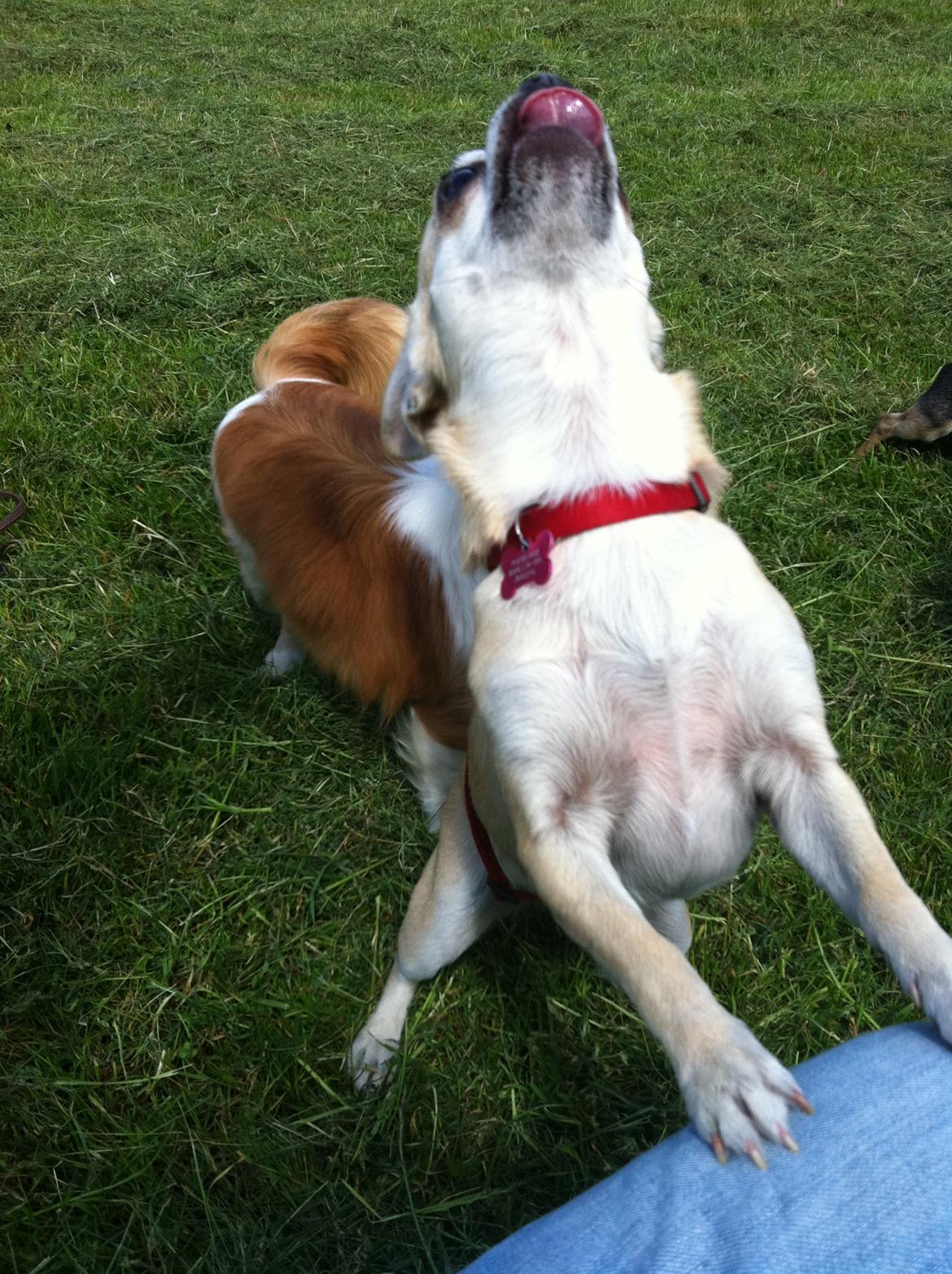 Chihuahua Pudselykke Bang-on Isis *DKK* billede 15