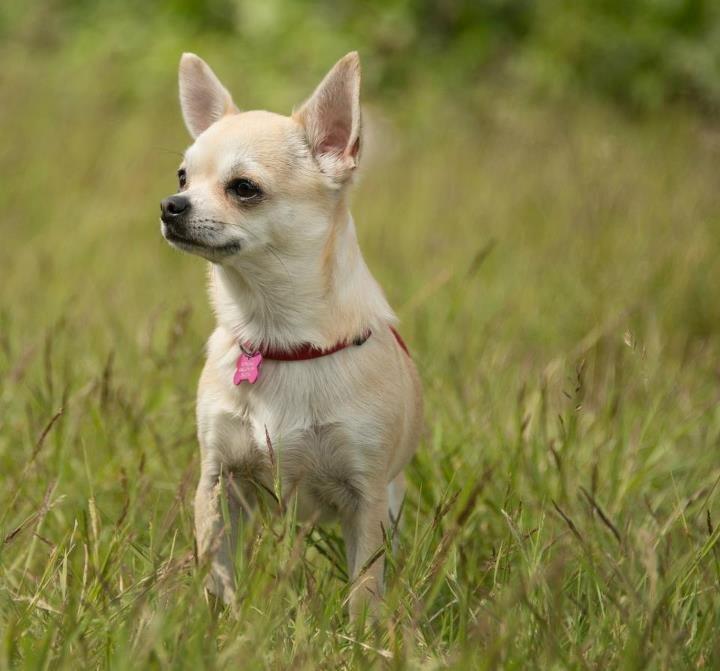 Chihuahua Pudselykke Bang-on Isis *DKK* billede 16