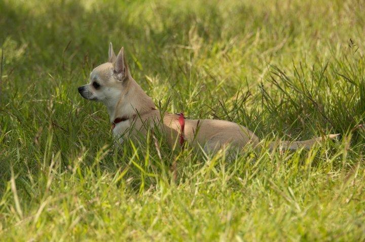 Chihuahua Pudselykke Bang-on Isis *DKK* billede 17