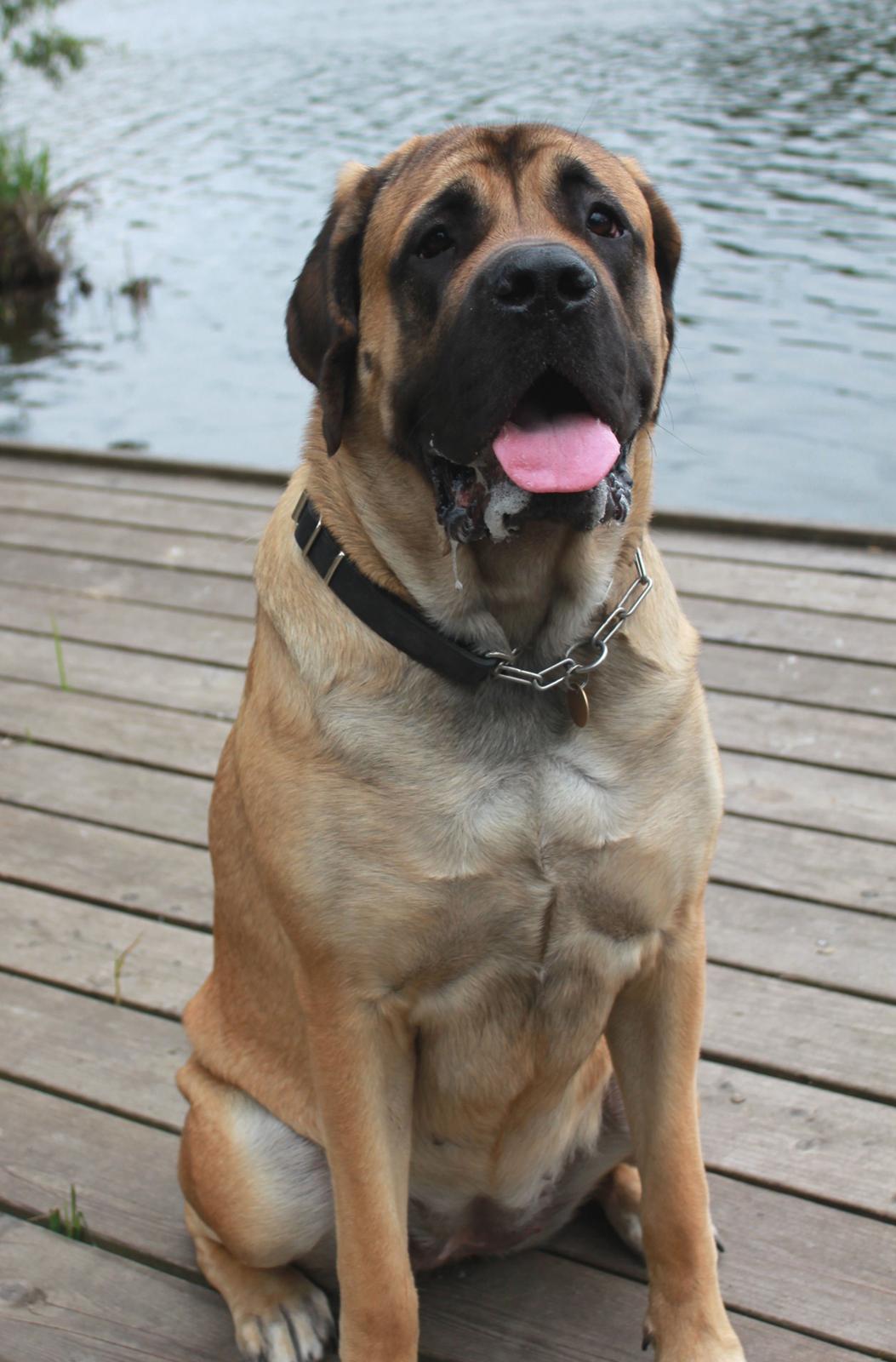 Mastiff Casa de Labranza´s Belicia "Bertha" - 1 år billede 17