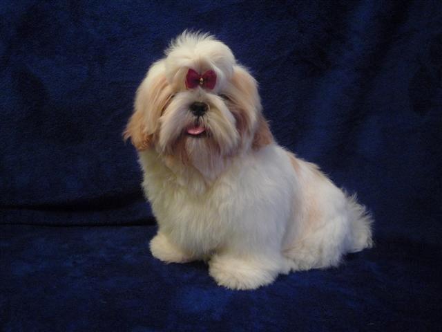 Shih tzu Setti billede 4