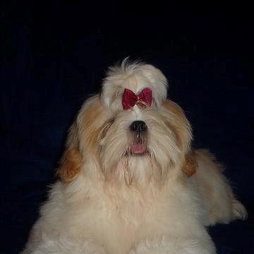 Shih tzu Setti billede 5