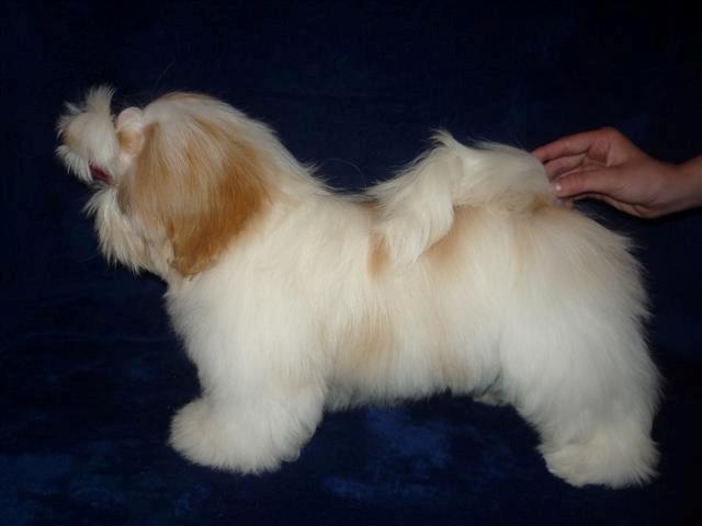 Shih tzu Setti billede 7