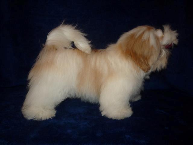 Shih tzu Setti billede 6