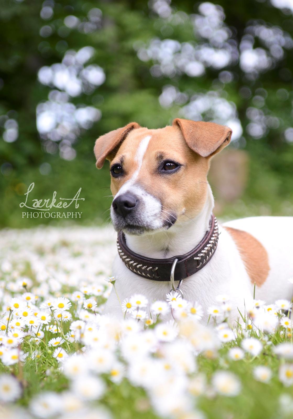 Blanding af racer Bianca - Bianca d. 06.06.12 billede 1