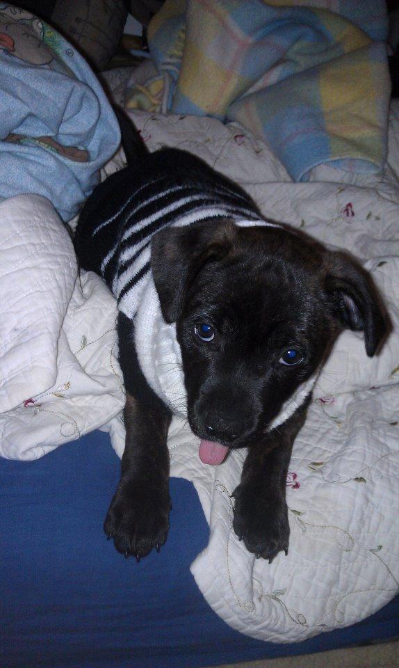 Staffordshire bull terrier Lady Step billede 10