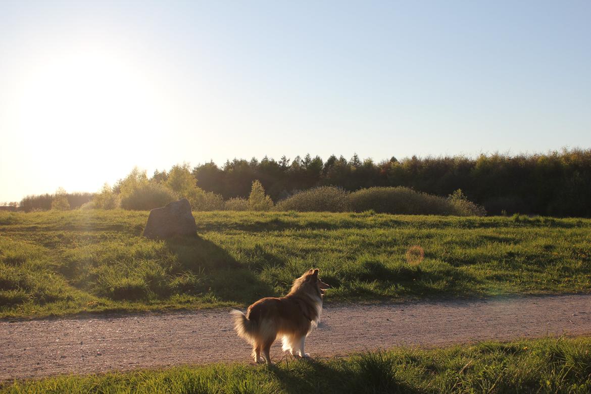 Collie langhåret Tvingsfields Sweet Penelope billede 1