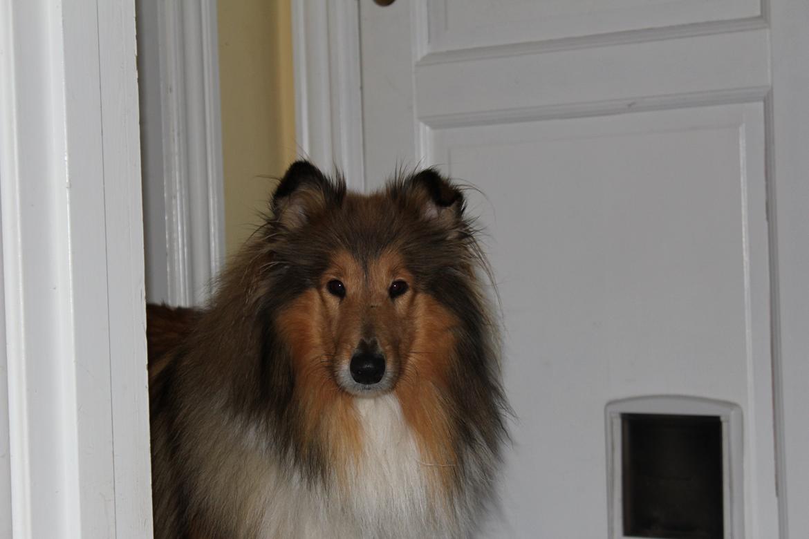 Collie langhåret Tvingsfields Sweet Penelope billede 15