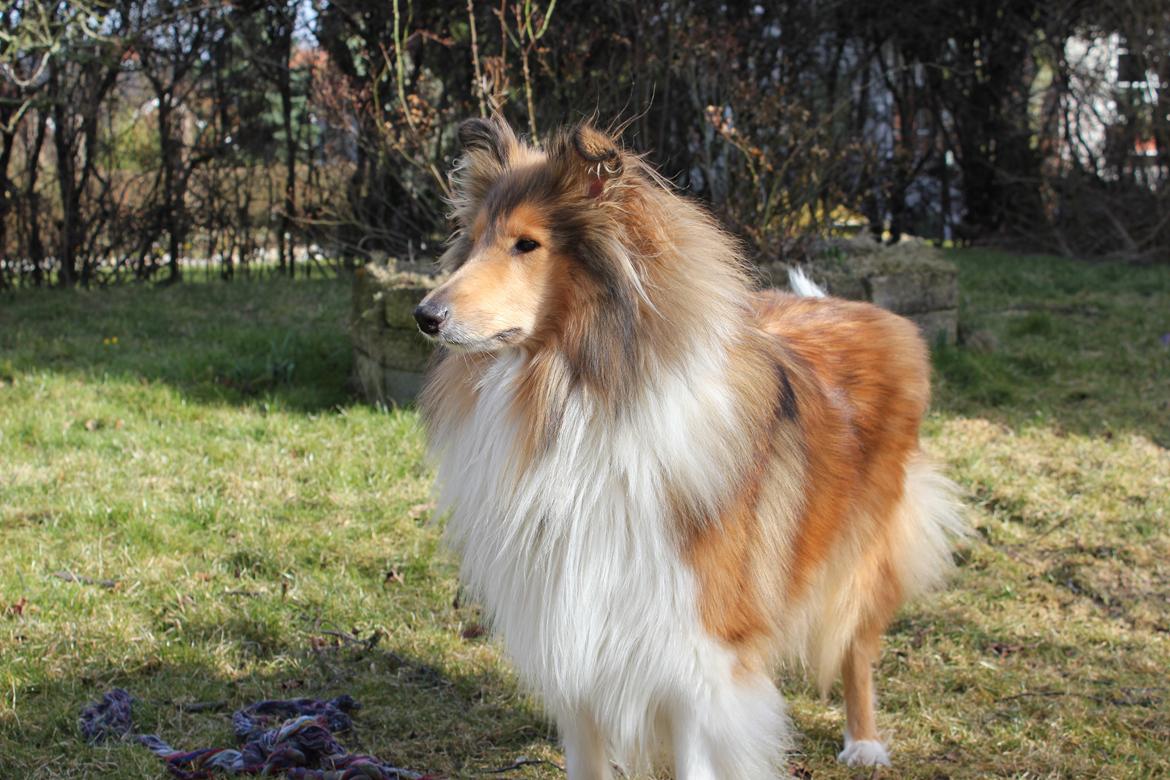 Collie langhåret Tvingsfields Sweet Penelope billede 16
