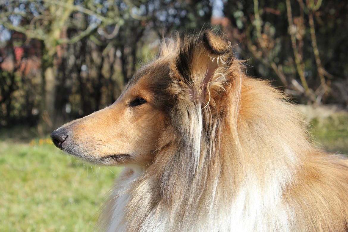 Collie langhåret Tvingsfields Sweet Penelope billede 17