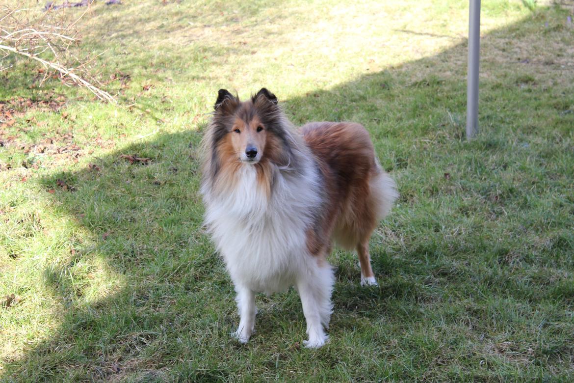 Collie langhåret Tvingsfields Sweet Penelope billede 18