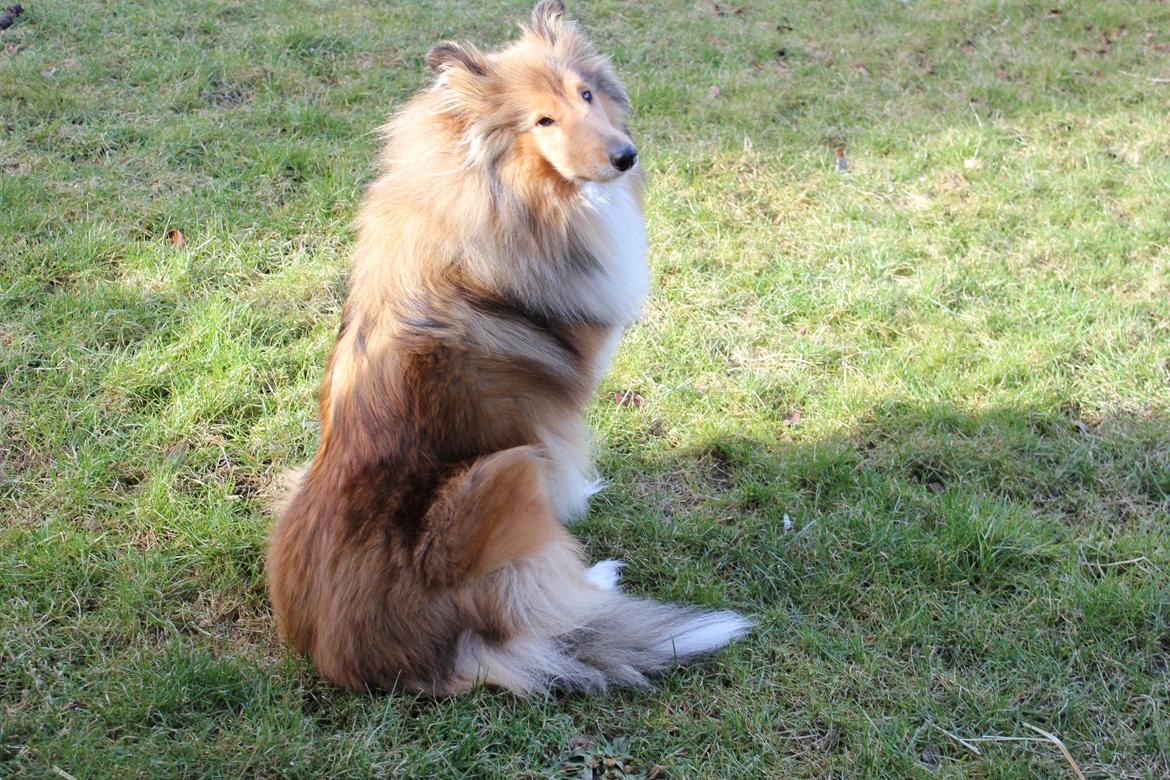 Collie langhåret Tvingsfields Sweet Penelope billede 19