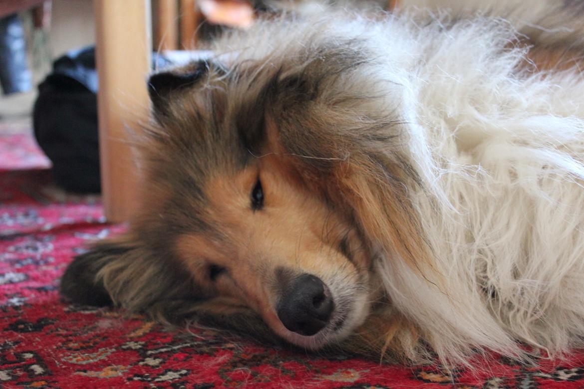 Collie langhåret Tvingsfields Sweet Penelope billede 20