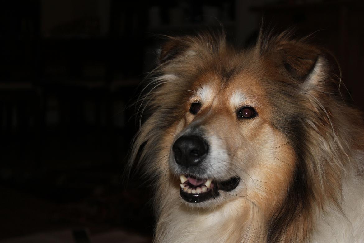 Collie langhåret Dreams of Woodland Always A Lady <3 billede 8