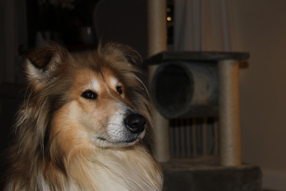 Collie langhåret Dreams of Woodland Always A Lady <3 billede 17