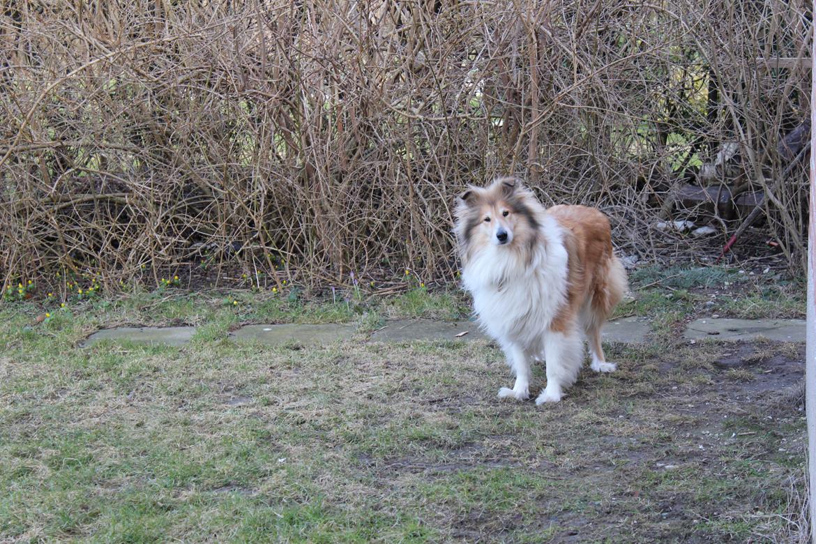 Collie langhåret Dreams of Woodland Always A Lady <3 billede 18