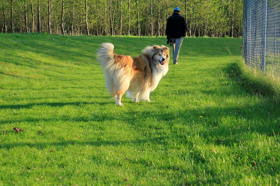 Collie langhåret Dreams of Woodland Always A Lady <3 billede 19