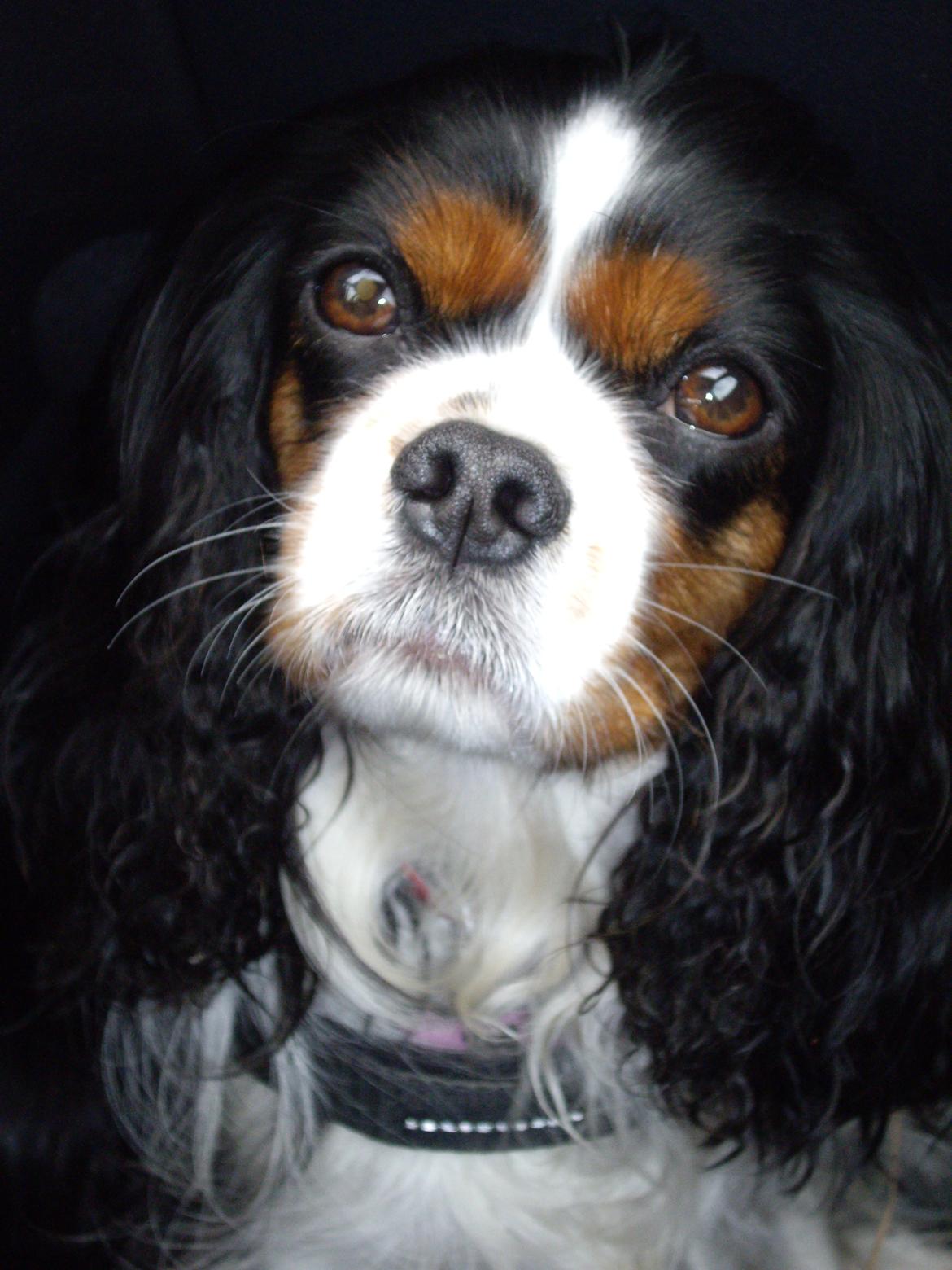 Cavalier king charles spaniel Fægge billede 1