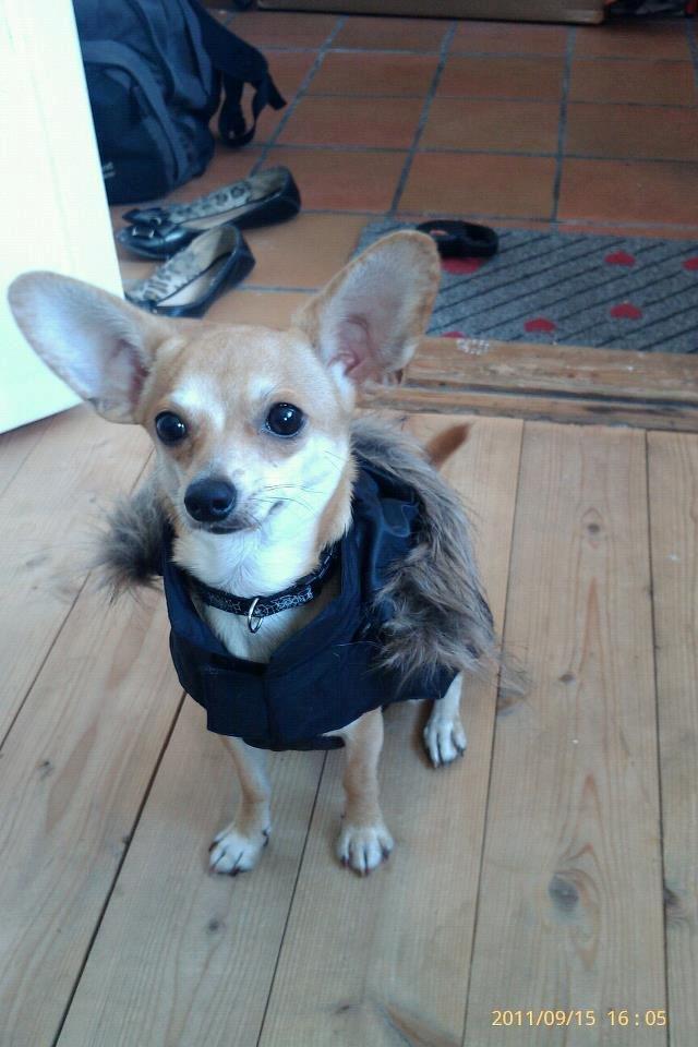 Blanding af racer Gizmo - Så det på med regnjakken, bandit!  billede 1