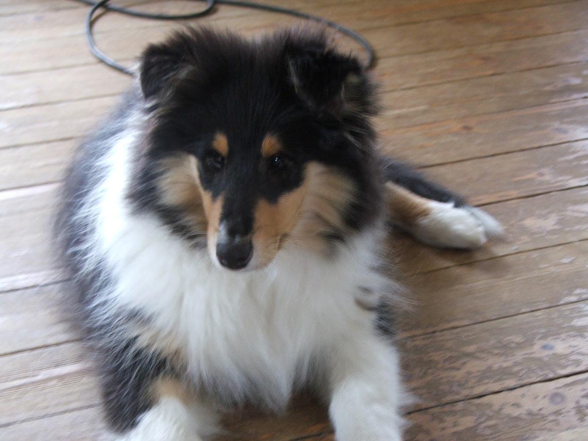 Collie langhåret Tvingsfields Dirty Diana (Belle) - Belle er nu 13 uger :) billede 11