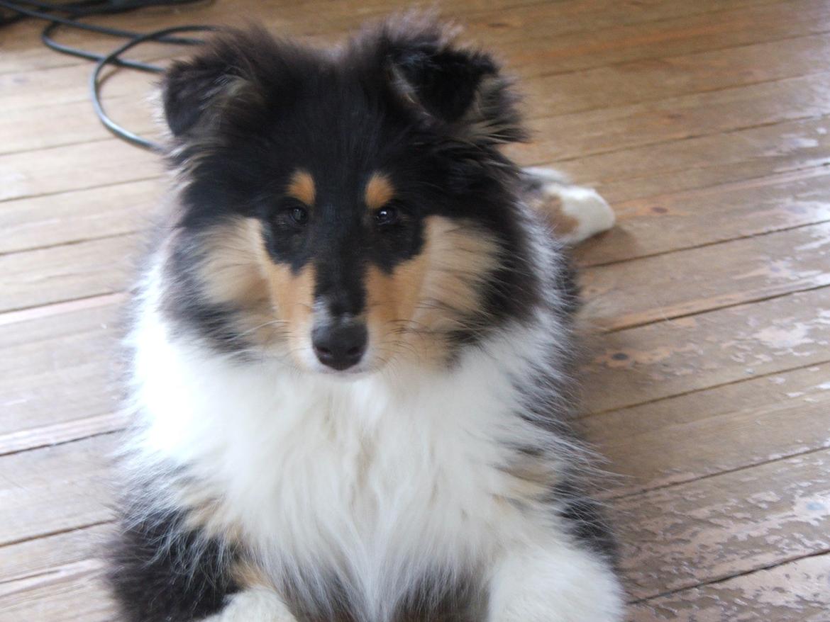Collie langhåret Tvingsfields Dirty Diana (Belle) billede 12