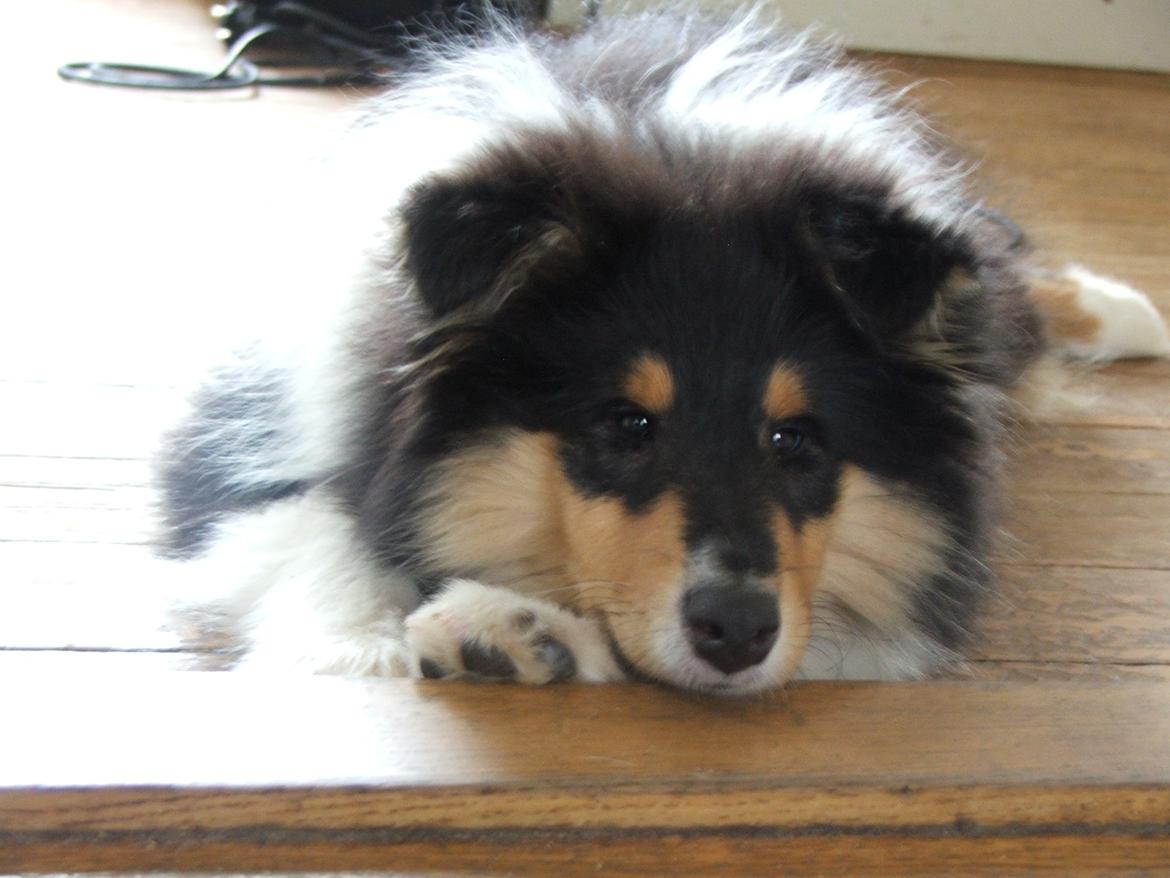 Collie langhåret Tvingsfields Dirty Diana (Belle) billede 13