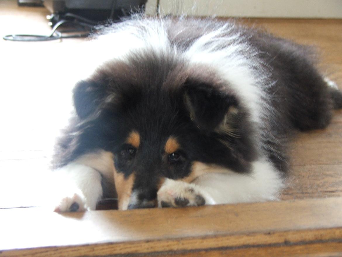 Collie langhåret Tvingsfields Dirty Diana (Belle) billede 14